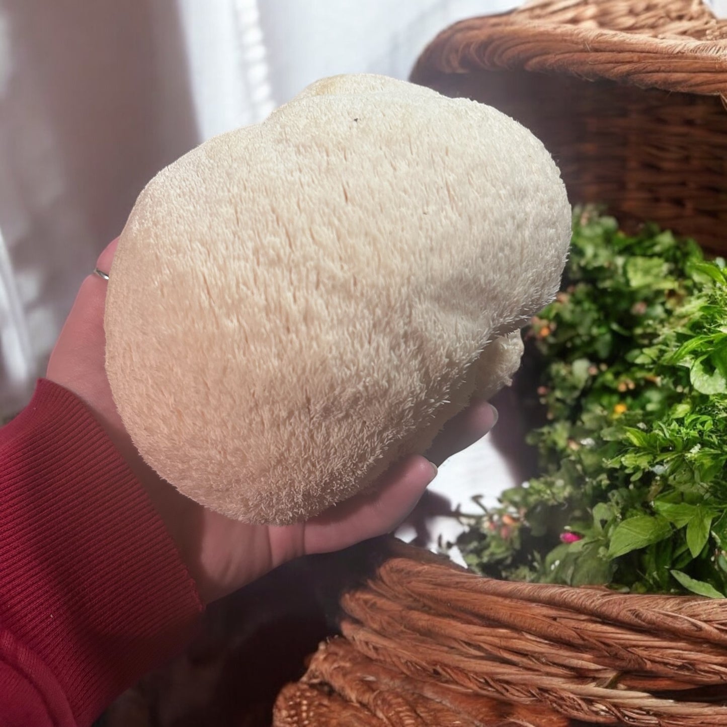 Lion's Mane Tincture