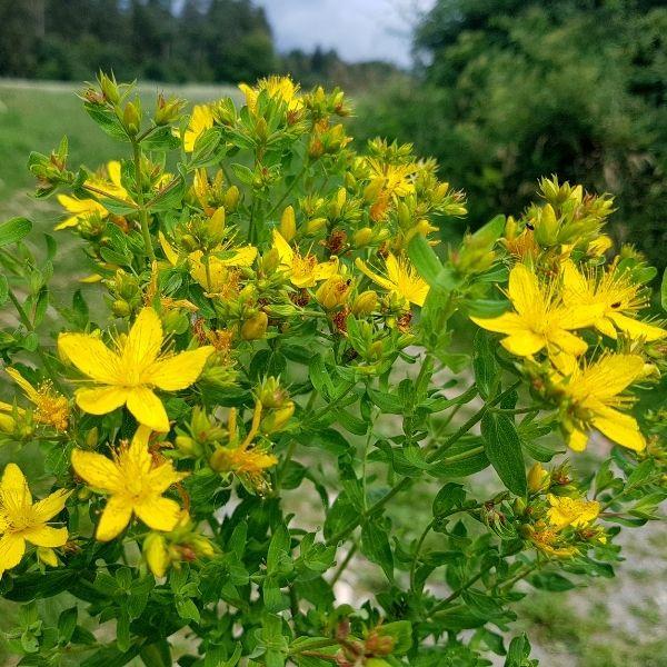St. John's Wort Tincture