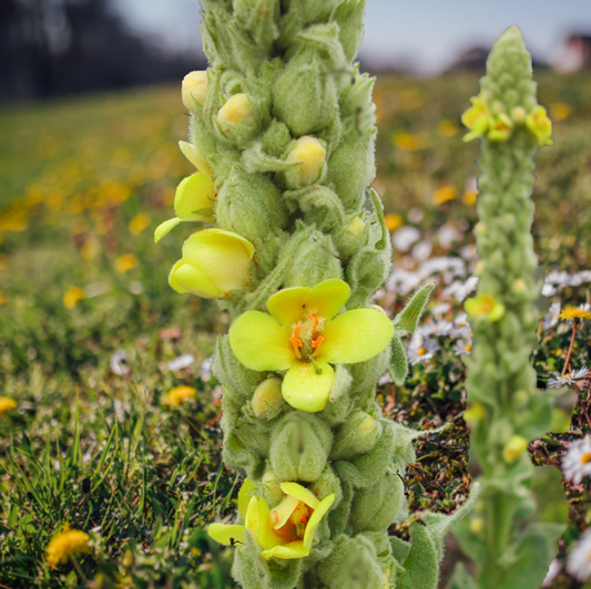 Mullein