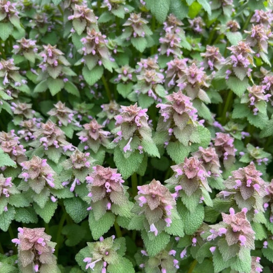 Purple Archangel Balm Stick