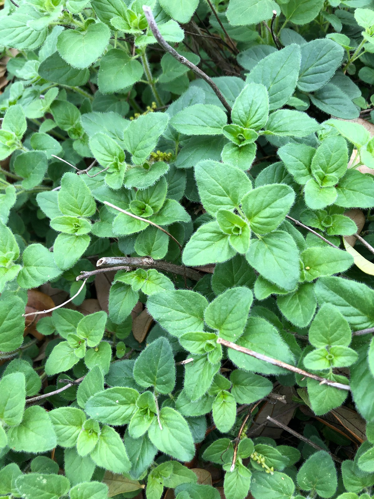 Oregano Tincture